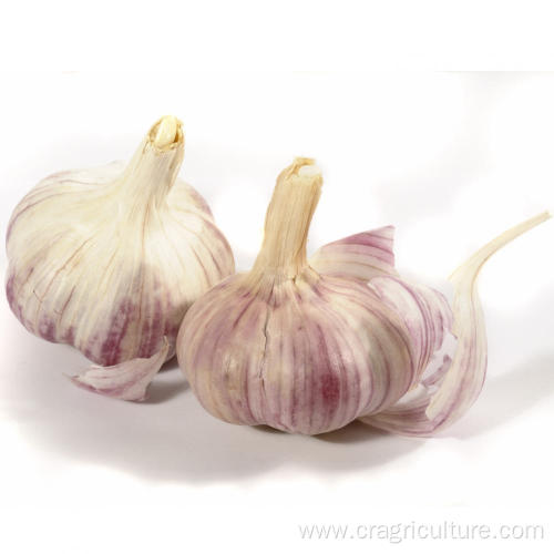 High Quality Gourmet Garlic Bulbs Price